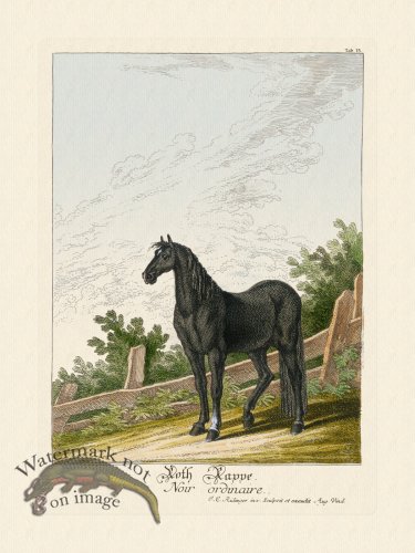 (image for) Ridingers Horses 15