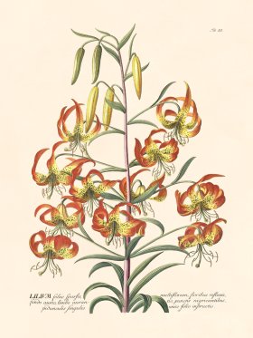 (image for) Trew Botanical 11
