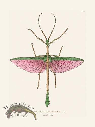 (image for) 323 Mantis Tow-Spined