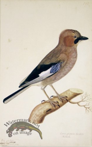 (image for) 149 Swedish Birds . Corvus Glandarius Eurasian Jay