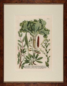 Weinmann Burl with Gold DM 12