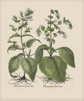 Besler 239 Colored B2