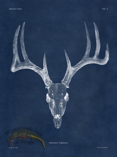 (image for) Blue Bones 06 White Tail