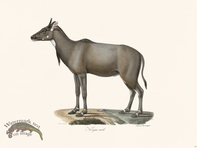 (image for) Cuvier 044 Nil=Gau Male