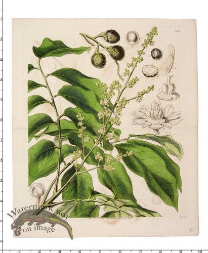 (image for) Curtis Botanical 046