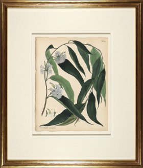 Andrews Botanicals in Gold Frame 02