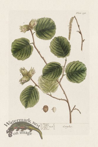 (image for) BEE 293 Hazelnut