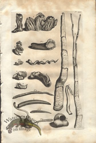 (image for) Rumphius 41