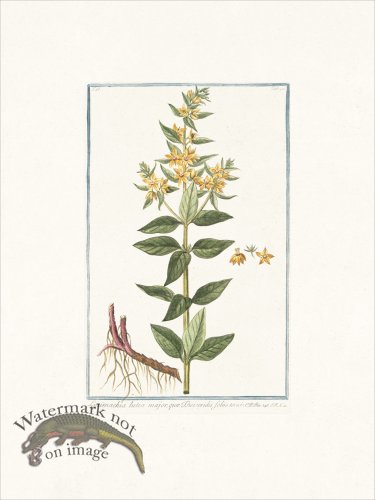 (image for) Bonelli 142 Loosestrife