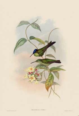 Gould Hummingbird 096