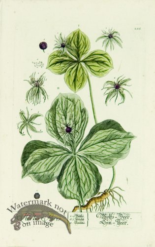 (image for) Blackwell German 022