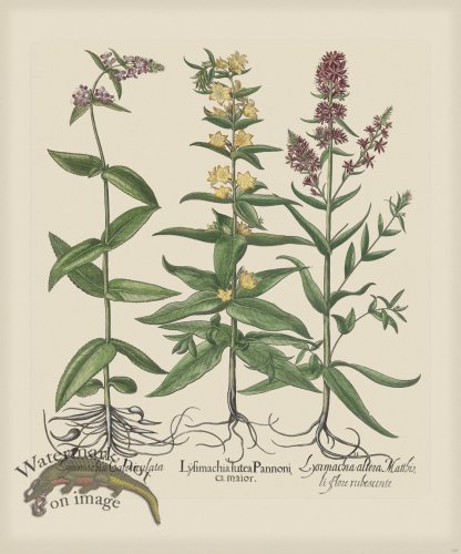 (image for) Besler 268 Colored B2