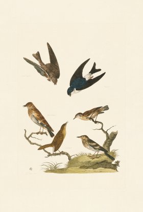Pennant Zoology 078