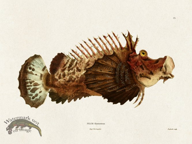 (image for) Werner Fish 015