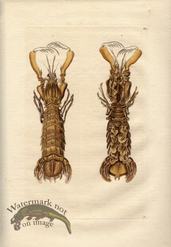 (image for) Knorr-Sealife-03