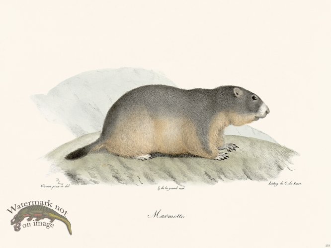 (image for) Cuvier 253 Marmot