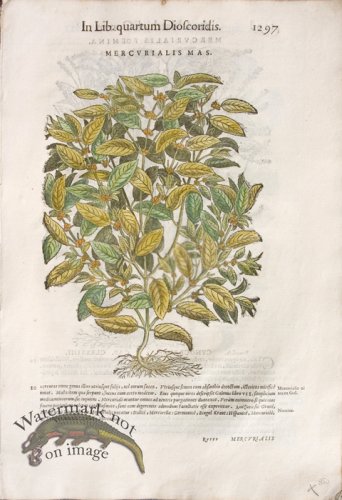 (image for) WB Botanicals 33