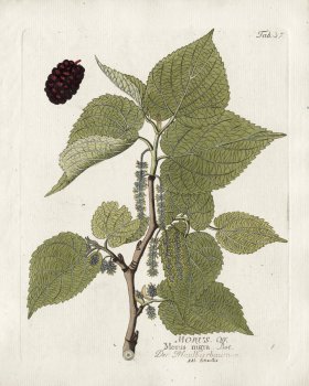Black Mulberry