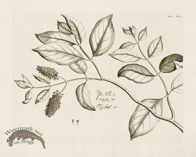 (image for) HORTUS VOl 07 23