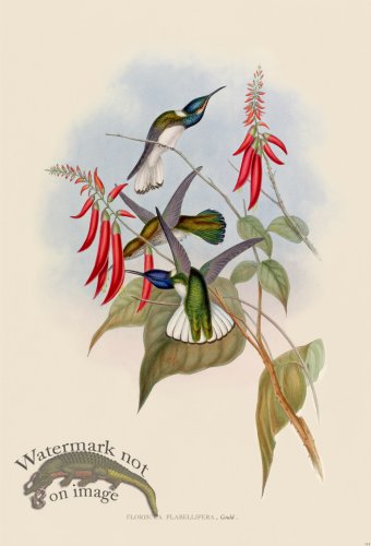 (image for) Gould Hummingbird 114