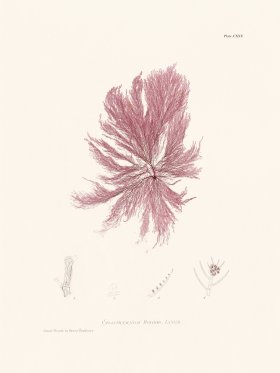 Bradbury Seaweed 125