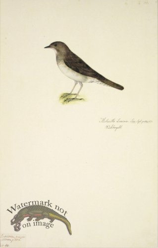 (image for) 64 Swedish Birds . Motacilla Luscinia, Thrush Nightingale