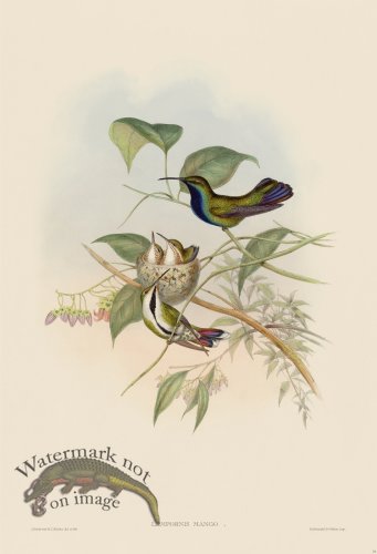 (image for) Gould Hummingbird 074