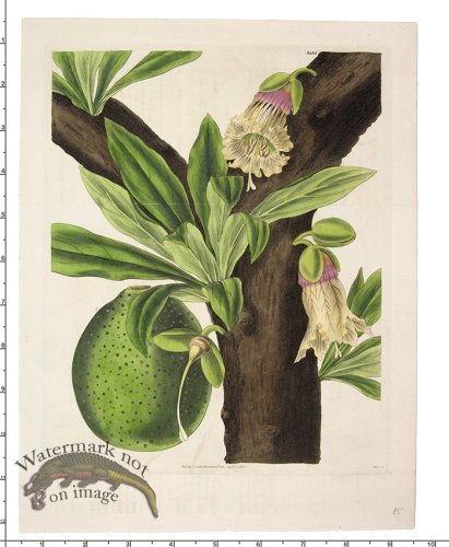 Curtis Botanical 029