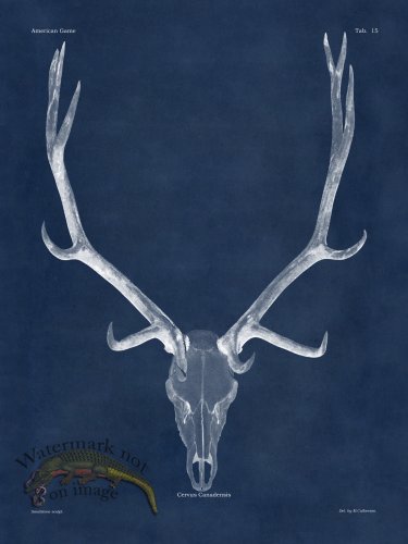 (image for) Blue Bones 15 Elk