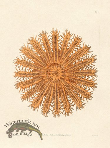 (image for) Shaw Nodder SL 11