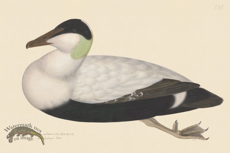 (image for) Rudbeck CFA 261 White Backed Eider