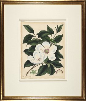 Andrews Botanicals in Gold Frame 06