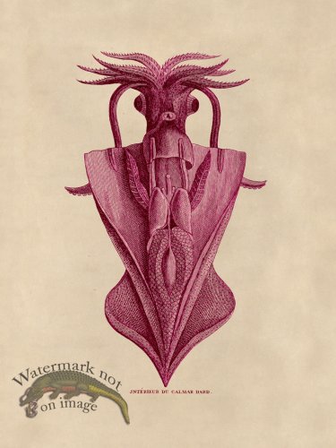 (image for) Octopus Pink 33