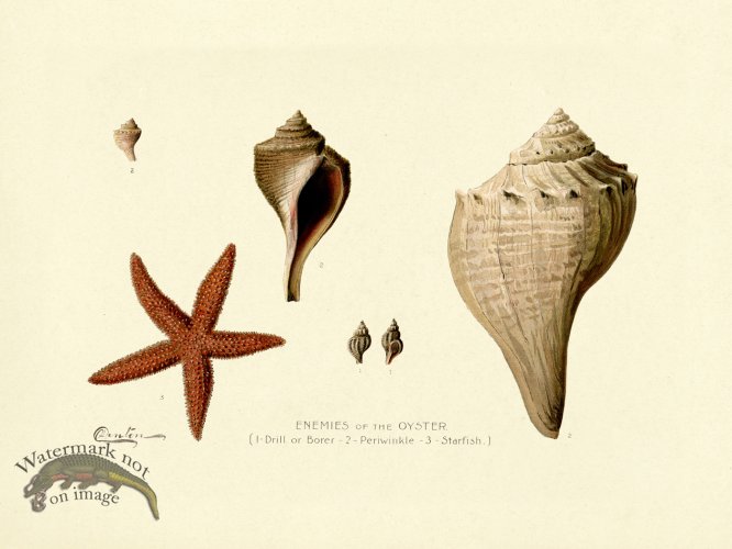 Enemies of the Oyster