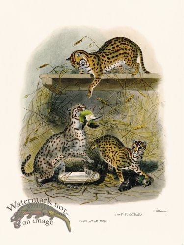 (image for) Elliot Cat 28 Cat Javan Nsis