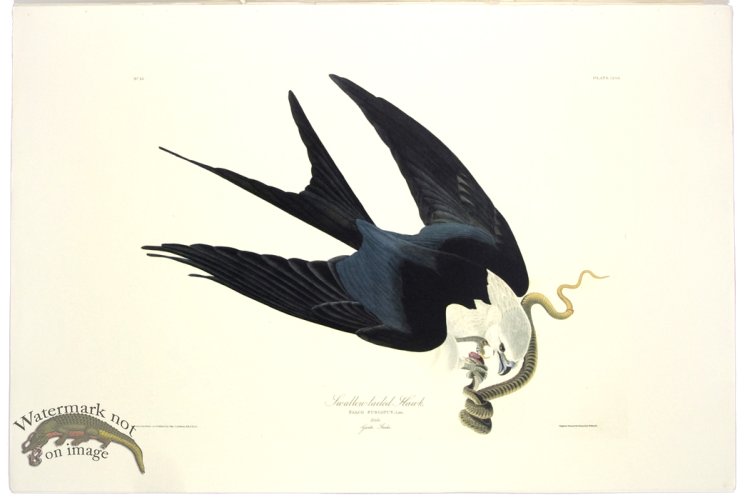 (image for) Swallow-Tailed hawk