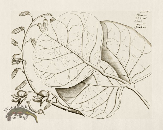 (image for) HORTUS VOl 06 16