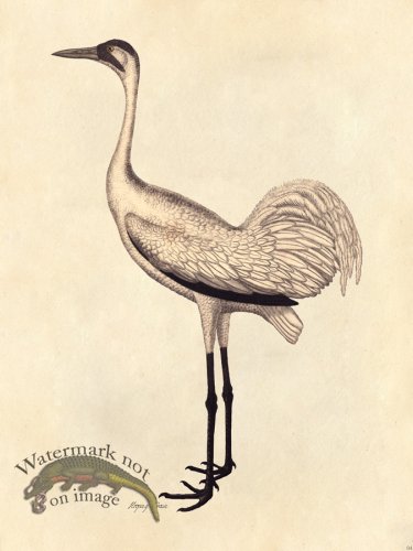 Crane - Tribute Bd 04