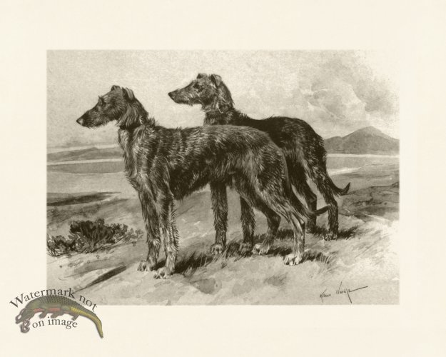 (image for) Modern Dogs 06