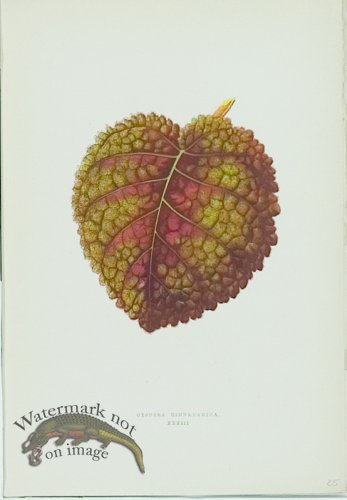 (image for) Lowes Leaves 26