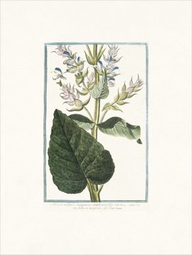 Bonelli 223 Common Sage