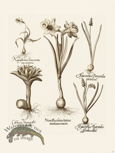 (image for) Besler 050 B1