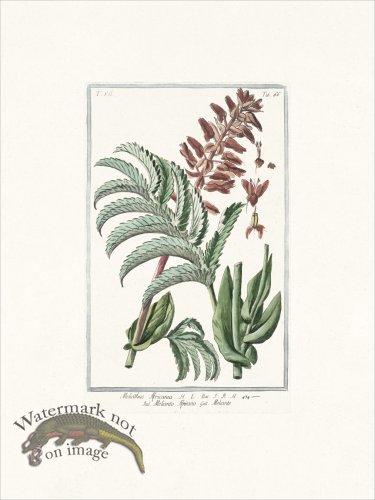 (image for) Bonelli 666 Meliante