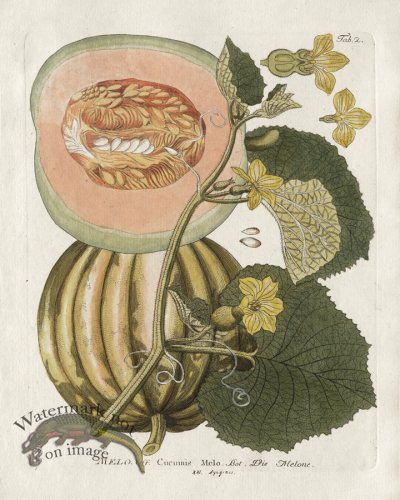 (image for) Muskmelon