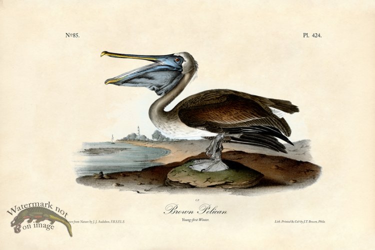 (image for) Brown Pelican Young