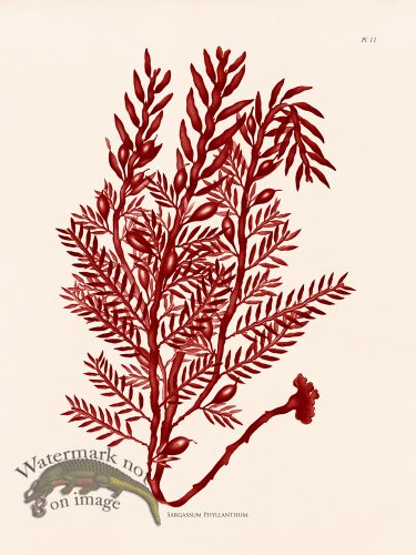 (image for) Oceanie 11