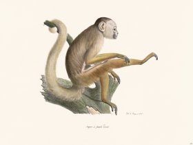 Cuvier 375 Sajou Feet Jores