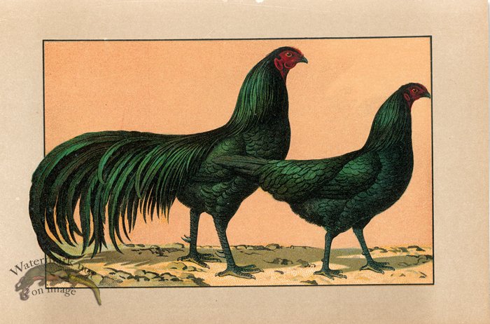 (image for) Chicken 37