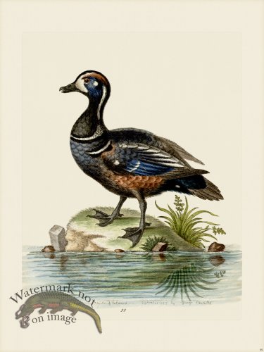 (image for) Edwards 099 Dufky and Spotted Duck
