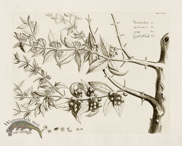 (image for) HORTUS VOl 05 36